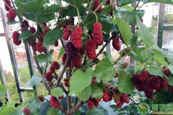 桑葚怎么储藏最好,桑葚洗过之后吃不完怎么保存