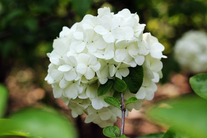 琼花是什么花长在哪里,琼花到底是什么花啊