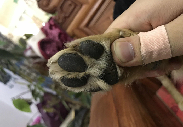 狗狗脚掌又红又肿怎么回事,小狗犬瘟热脚掌会怎么变化