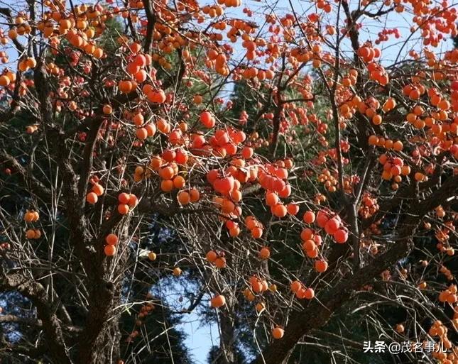 你们眼中的信宜是怎样的呢,信宜是一个怎么样的地方