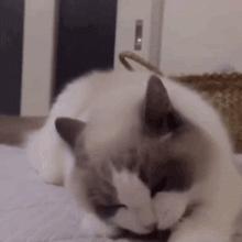 宝宝玩小JJ、包皮割不割?这9个小JJ的问题,有男宝的家长赶紧看