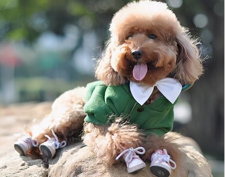 泰迪狗狗洗完澡有皮屑是什么原因,狗狗对沐浴露过敏全是皮屑怎么办