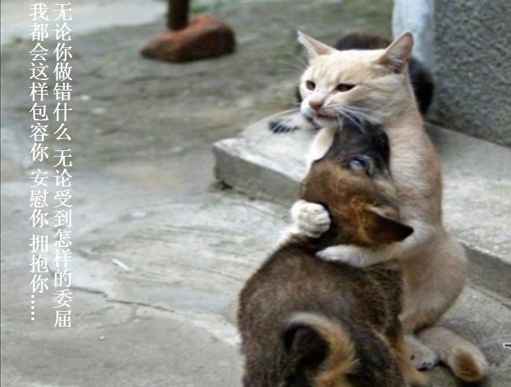 我只想说声爱你,只想再爱你一次