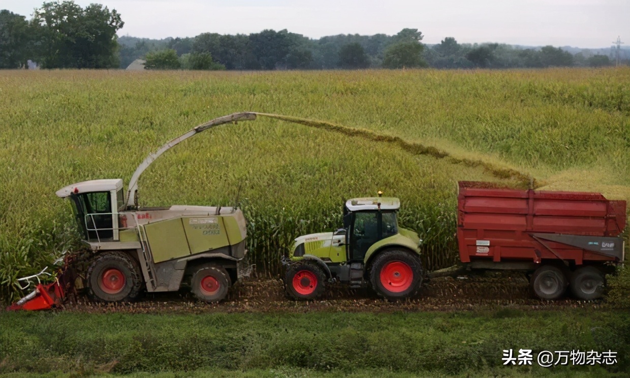 因为人类大量种植玉米，可爱的小动物吃掉了自己的孩子