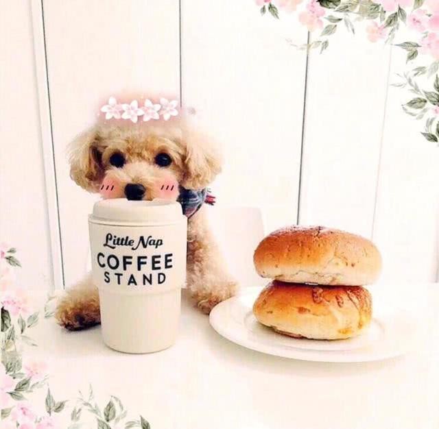 狗狗特别挑食不吃饭怎么办,狗狗挑食不听话怎么办