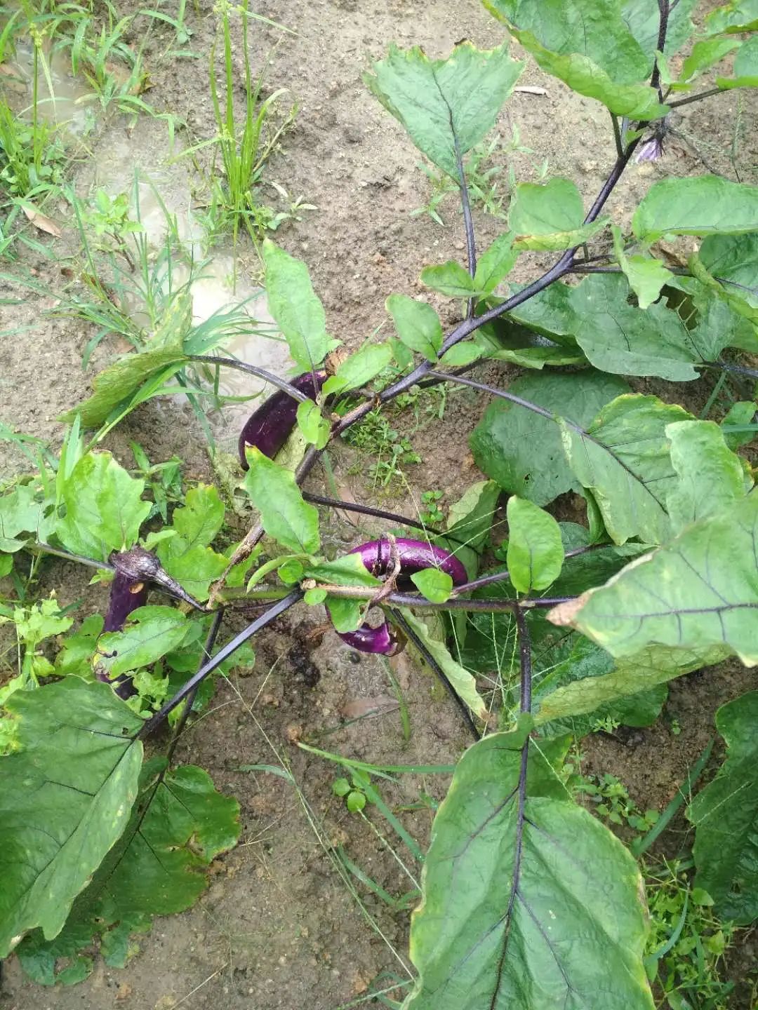 大自然生态农场有机蔬菜,炎炎夏日新鲜水果等你来品尝