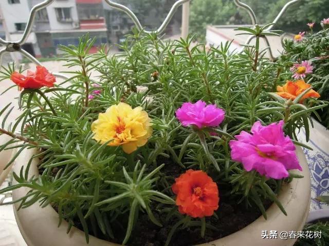 这几种植物越养越值钱,这几种花你养过吗