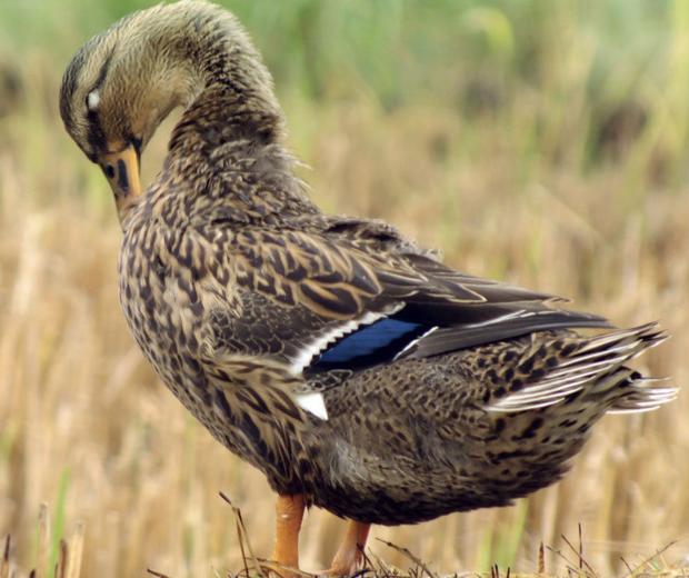 常见的鸭的品种大全,鸭子品种大全鸭苗