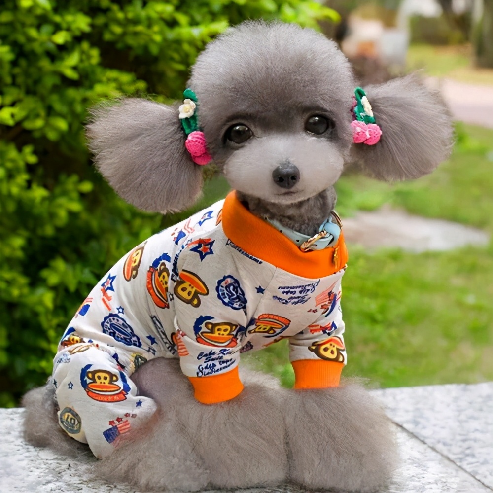 泰迪一般都有什么表现,泰迪的6个表现