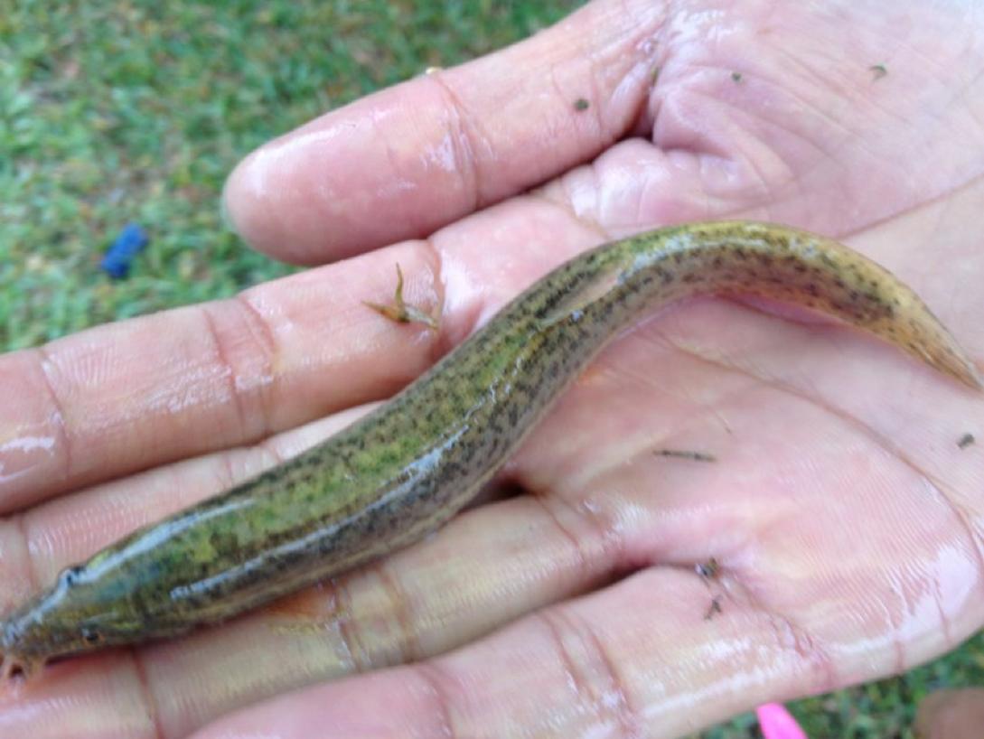 淤泥可以养殖什么,污泥养殖前景怎么样