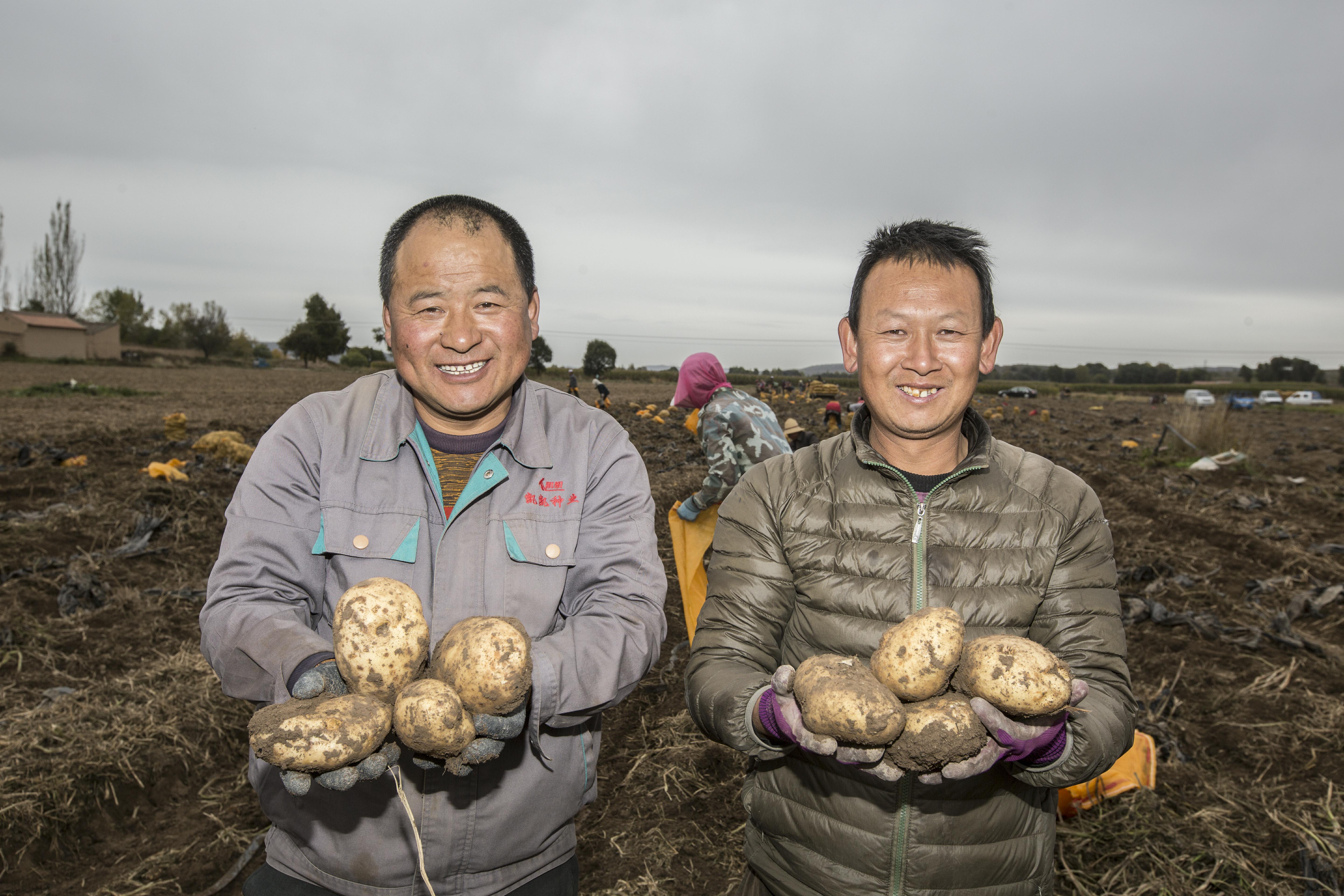 靠土豆致富,土豆的致富之路