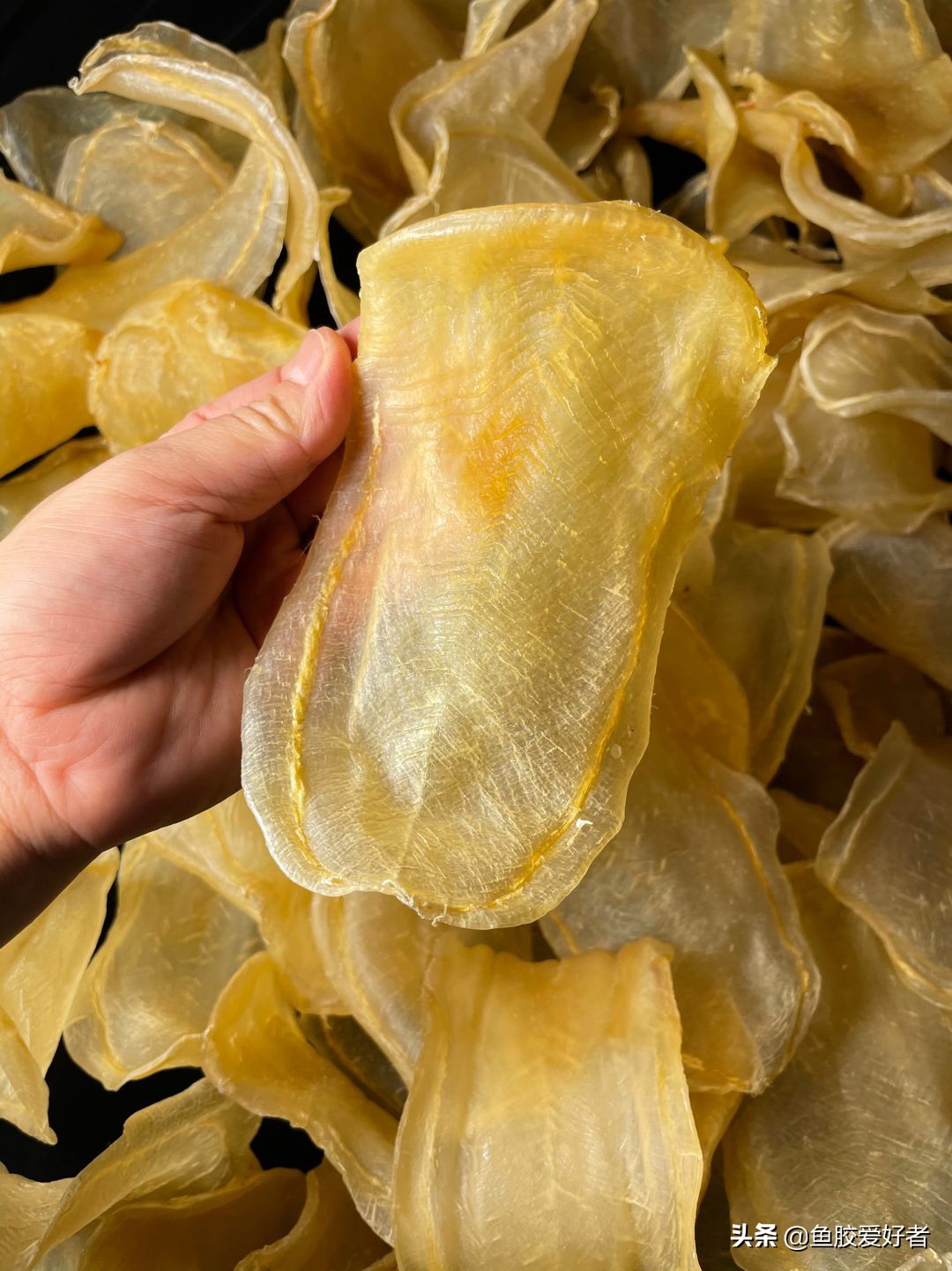 本港小白花胶与白花胶的区别,花胶白色和黄色区别