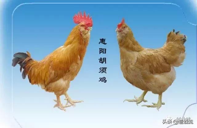 养鸡三大绝密秘诀,养鸡技术十大经典