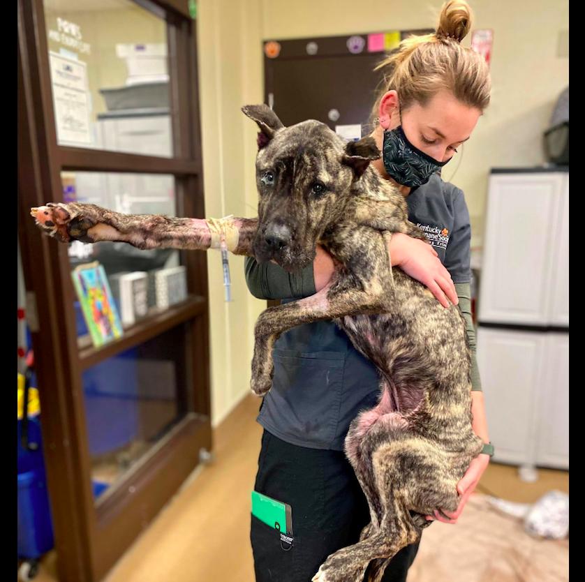 骨瘦如柴的狗狗运气爆棚,接连遇到3位贵人,过上人人羡慕的生活