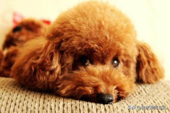 狗狗呕吐带狗狗看病,狗狗出现了呕吐的症状怎么办