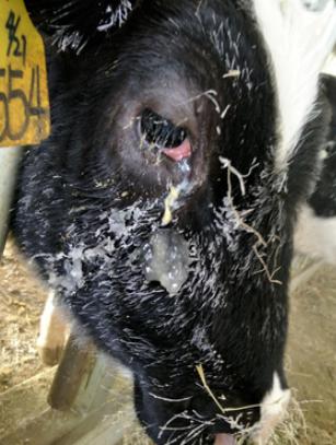 牛有眼屎眼睛发红怎么治疗,牛眼睛红流泪怎么治疗