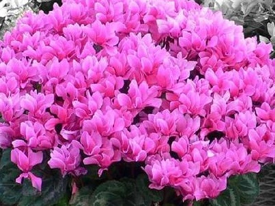 家庭养仙客来的正确养殖方法,仙客来花的养殖方法是什么