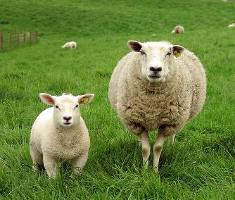 羊啃木头是什么病,如果羊一直啃木头会发生什么