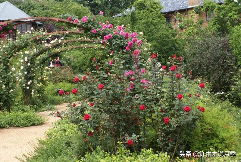 最好种植的藤本月季，种下一颗小苗，收获一片花海