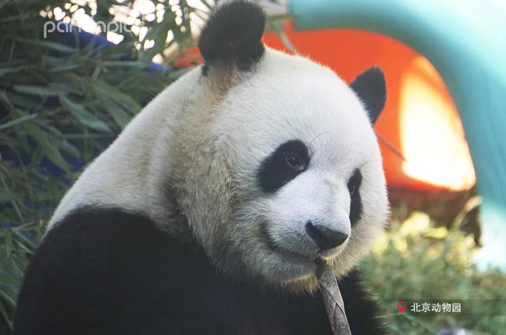 国宝带货直播,国宝直播带货