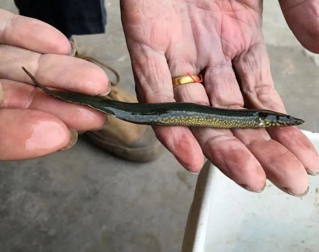 浑身带刺的鱼类似于泥鳅,像泥鳅背上带刺的是什么鱼