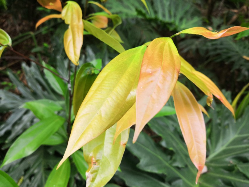 #唤醒好*光春**#​花海里的小蜜蜂，只有勤劳和不懈努力才会有成功