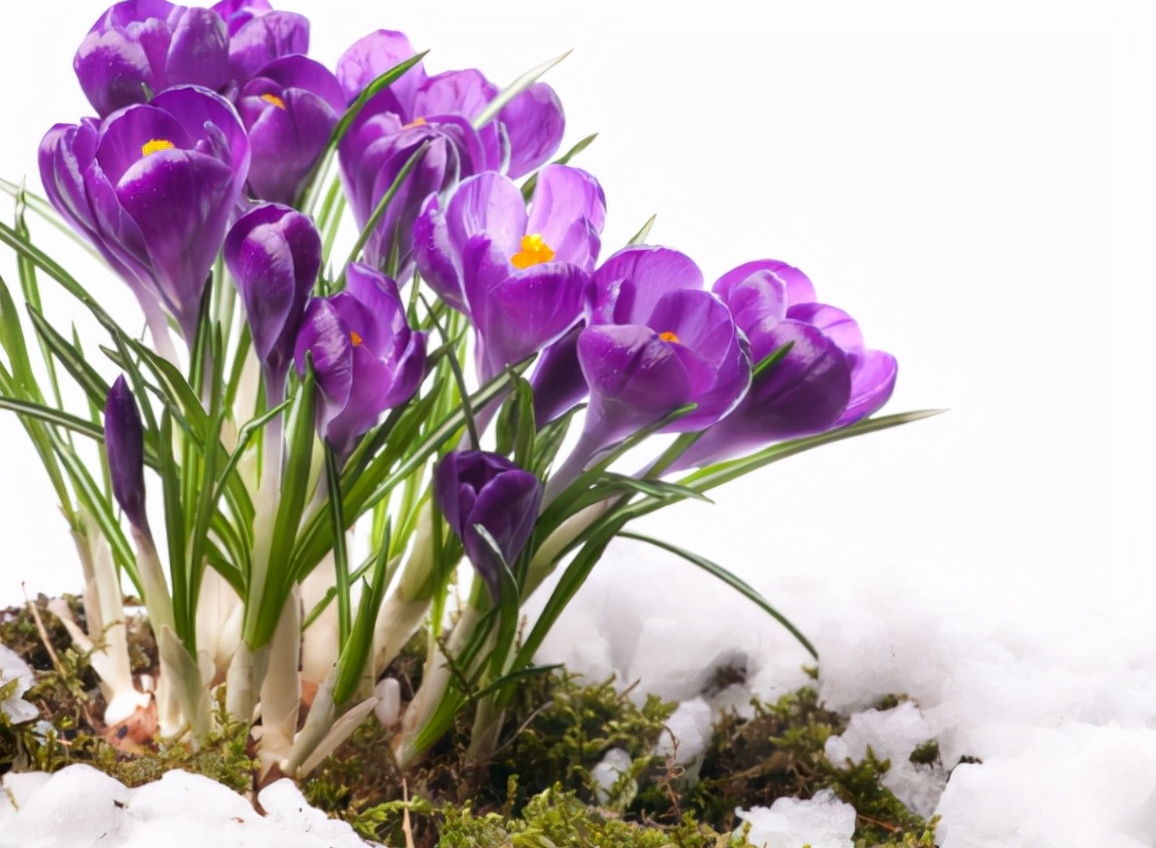 西红花长什么样子图片,西红花名贵吗