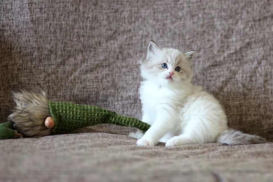 开猫舍店需要准备什么,开猫舍赚钱吗