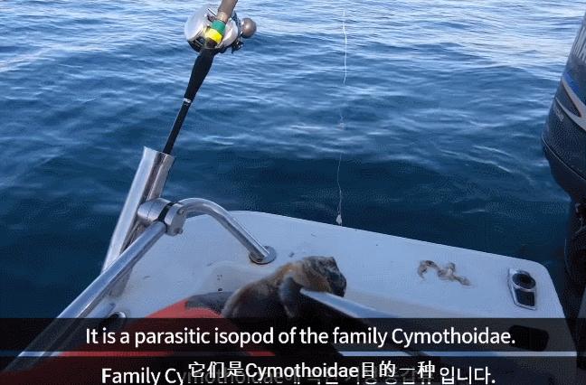 寄生虫咬断鱼的舌头,有什么寄生虫可以改变性别