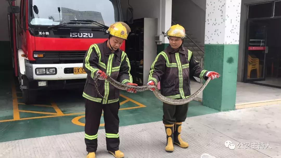 工地挖机挖出一条巨蟒,挖掘机挖大蟒蛇的视频