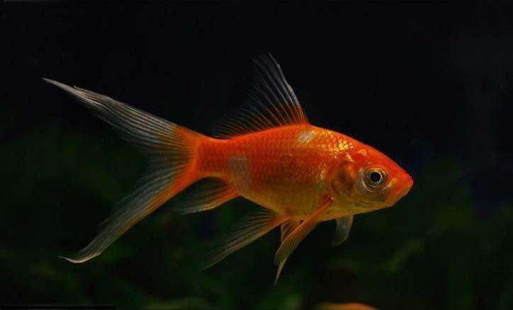 哪个品种的金鱼最漂亮最好看,传统金鱼国粹金鱼