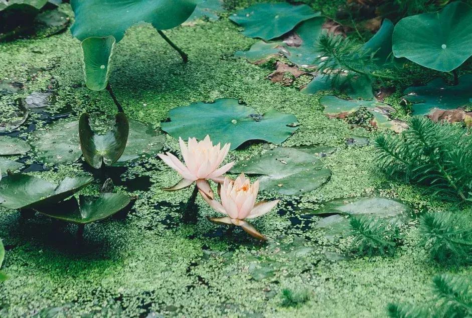 成都最美荷花池,成都荷花池有哪些