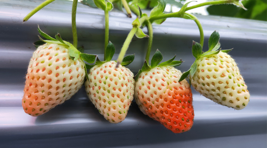 草莓大棚授粉租一箱蜂要多少钱,大棚草莓没有蜜蜂能结果吗