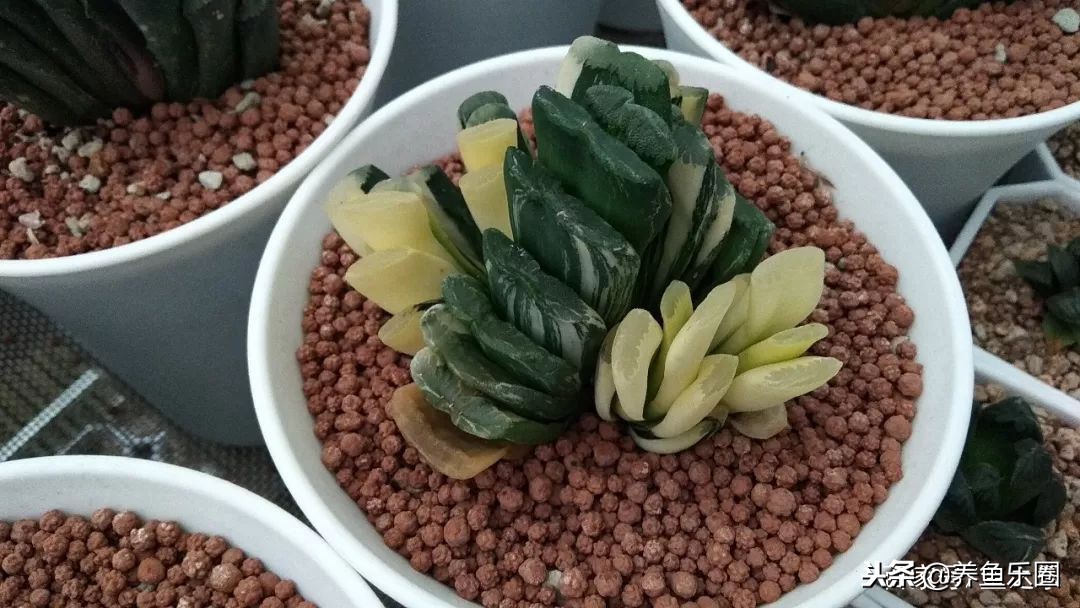 这位土豪家的渔场，光滤材就花了500多万，你确定不要见识一下？