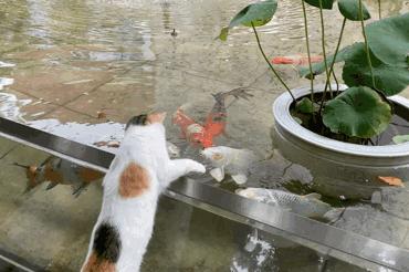 米麒麟：我掉缸怎么了？