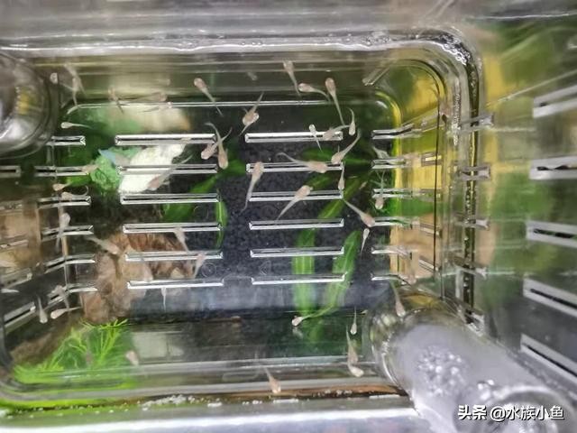 卵生鱼产卵怎么护理,青鳉鱼繁殖鱼卵怎么孵化