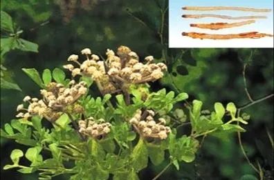 莱阳特产大全莱阳梨,莱阳特产名吃