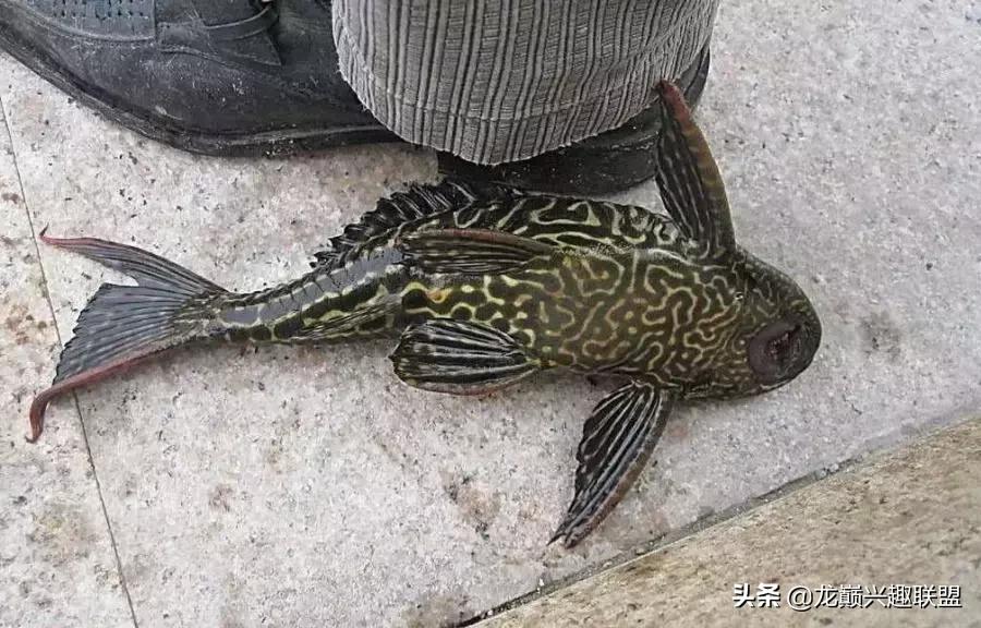 这门婚事我反对图片,哪种清道夫可以和锦鲤一起养