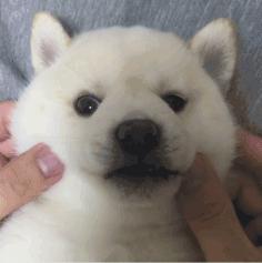 科学养犬四个标准是指哪些,科学养宠攻略狗不能吃什么