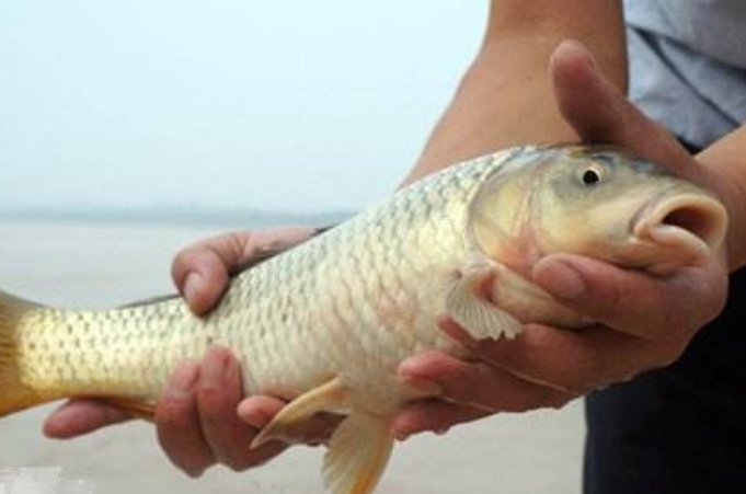 野钓大鱼小鱼的小妙招,野钓小鱼的五个小技巧