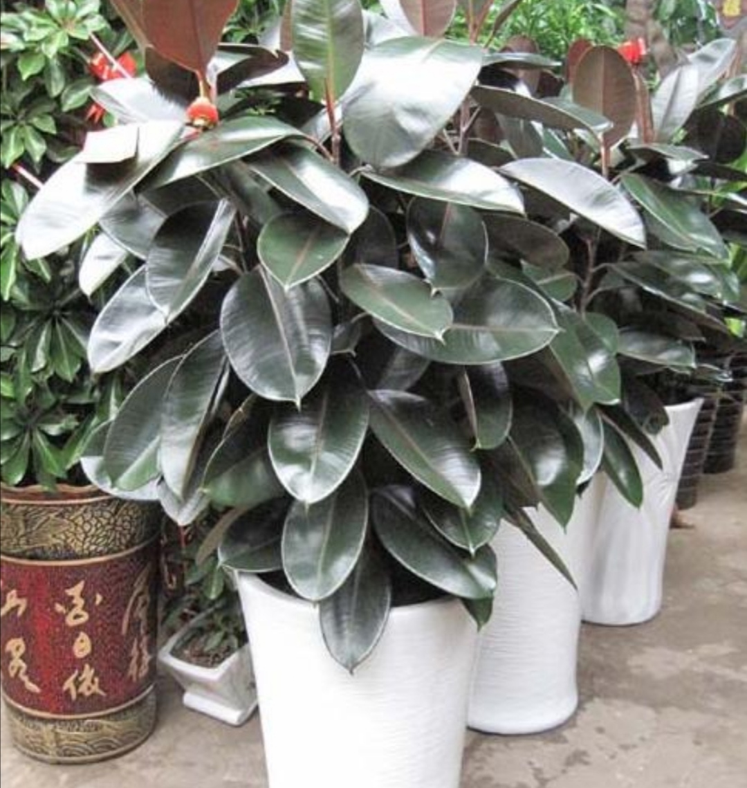 最适合放在室内净化空气的植物,哪些植物可以美化环境