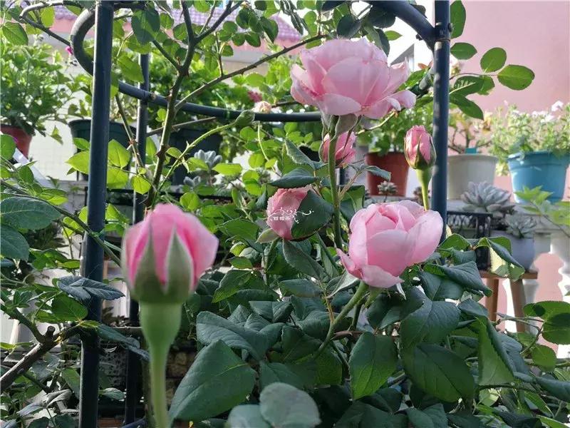 天竺葵的养护视频,垂吊天竺葵的养护