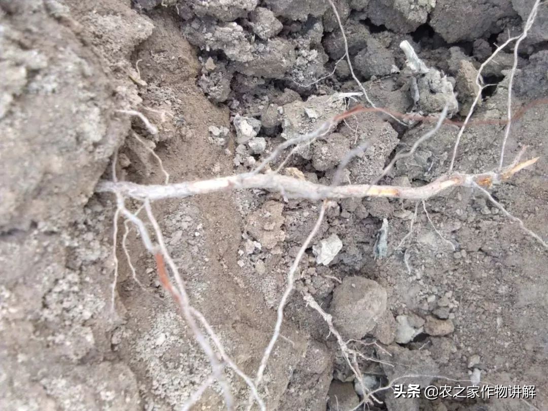 防治果树根腐病的特效药,果树根腐克星怎么使用