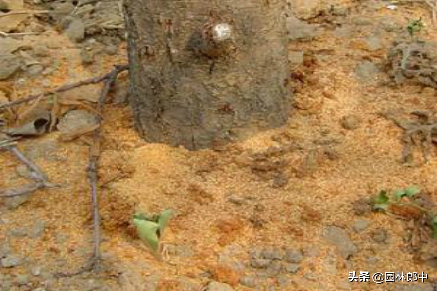树底下掉一堆木屑是什么虫害,树从里面掉木屑怎么处理
