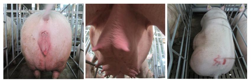 怎么判断母猪可以授精,母猪人工授精怀孕技术