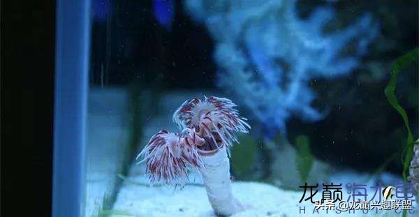 看完别笑，都陪我哭！新人下海开缸的血泪史