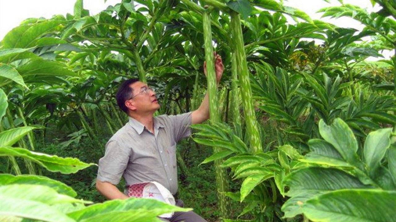 魔芋种植与前景分析图,魔芋种植技术与销路