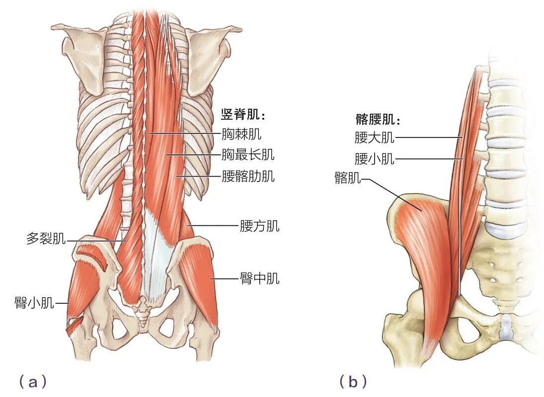 世界脊柱日别再忽视脊柱问题,一套很实用的腰椎病自我矫正方法