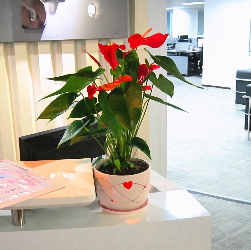 室内光线不好适合种什么,客厅采光不好养什么植物