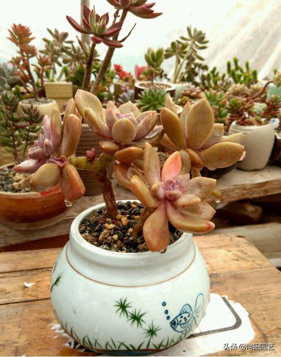 切酒瓶做花盆养多肉看效果,自制酒瓶多肉花盆如何造型